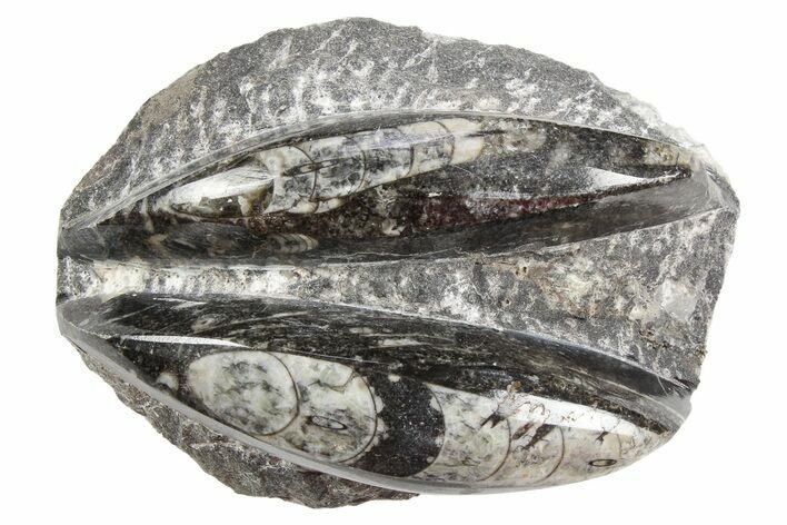 Polished Fossil Orthoceras Plate - Morocco #254488